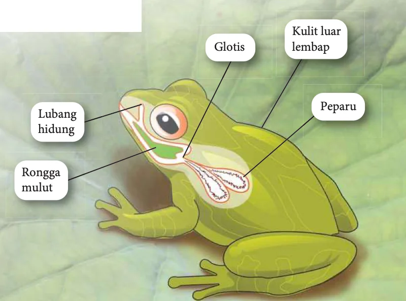 Katak dengan lubang hidung, rongga mulut, glotis, peparu dan kulit luar lembap dilabelkan