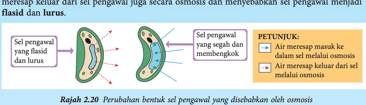 Sel pengawal flasid dan lurus serta sel pengawal segah dan membengkok dengan anak panah pergerakan air