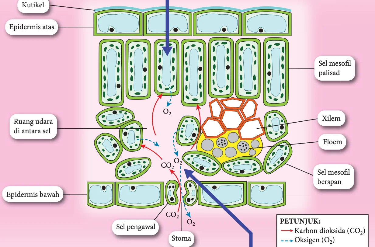 Keratan rentas daun dengan kutikel, epidermis, sel mesofil palisad dan berspan, ruang udara, xilem, floem, sel pengawal dan stoma serta anak panah karbon dioksida dan oksigen