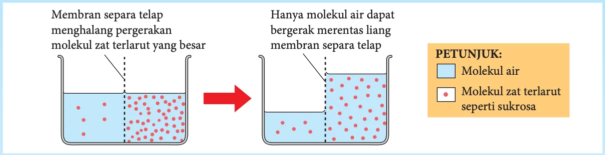 Osmosis: molekul air bergerak merentasi membran separa telap ke bahagian berkepekatan zat terlarut yang tinggi
