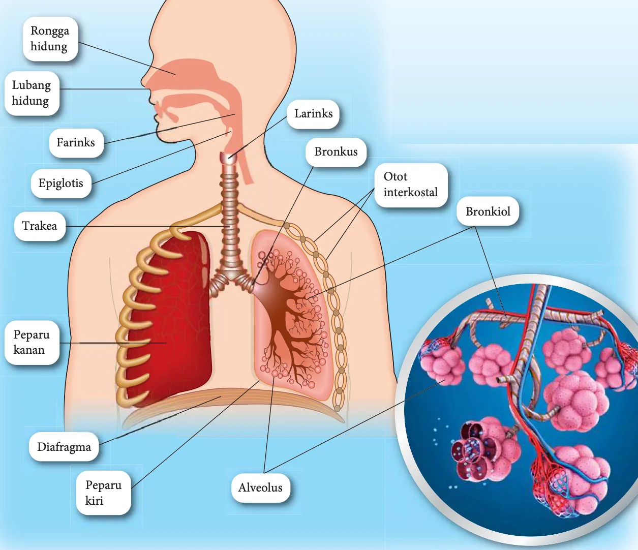 Sistem respirasi manusia dengan rongga hidung, lubang hidung, farinks, epiglotis, larinks, trakea, bronkus, bronkiol, alveolus, peparu, otot interkostal dan diafragma dilabelkan