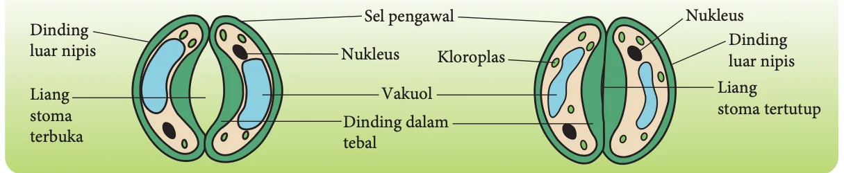 Liang stoma terbuka dan liang stoma tertutup dengan sel pengawal, nukleus, kloroplas, vakuol dan dinding dalam tebal