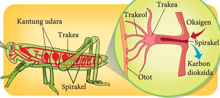 Sistem trakea belalang dengan spirakel, trakea, trakeol dan kantung udara