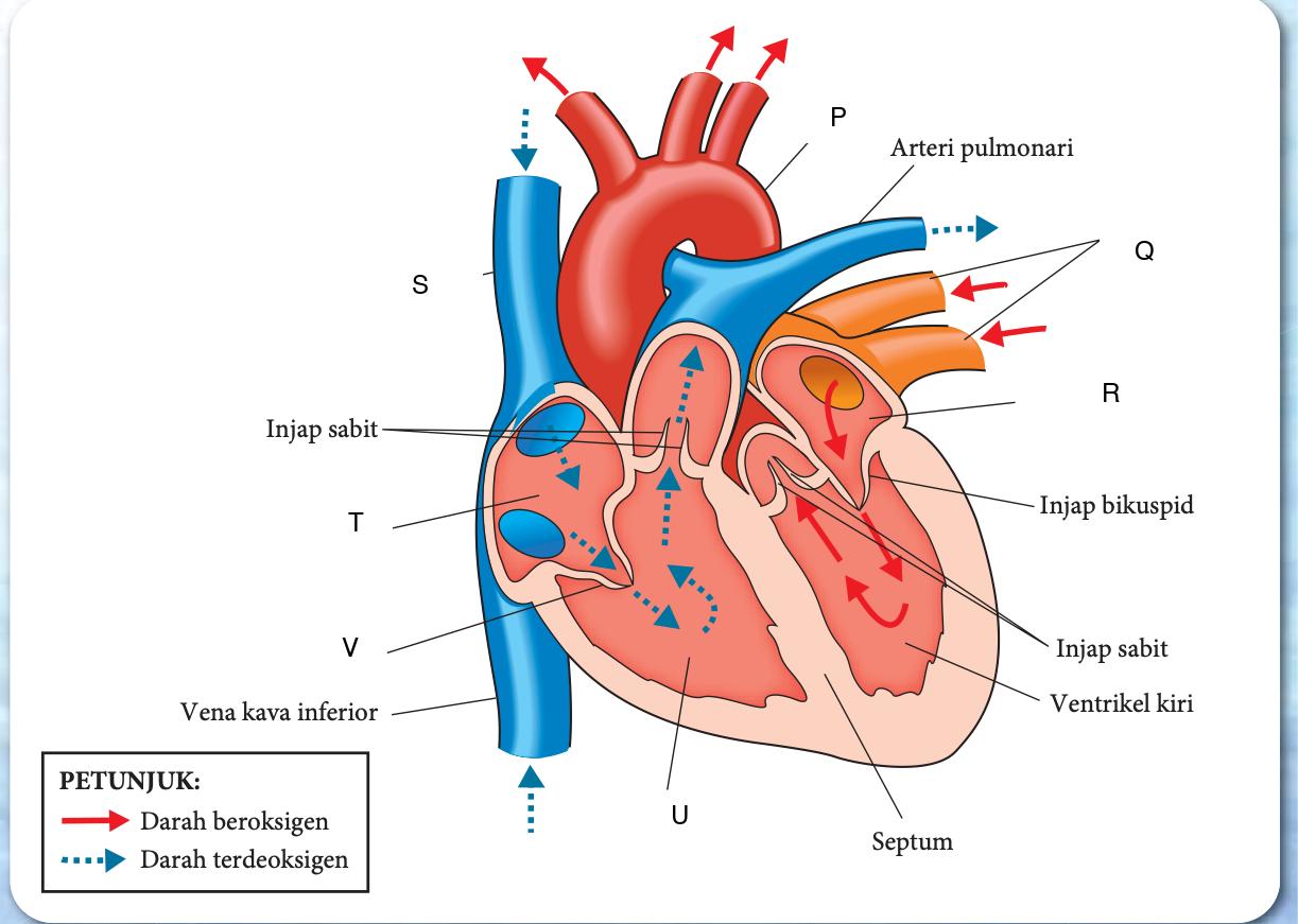 Keratan membujur jantung manusia dengan bahagian berlabel P hingga V: P aorta, Q vena pulmonari, R atrium kiri, S vena kava superior, T atrium kanan, U ventrikel kanan, V injap trikuspid