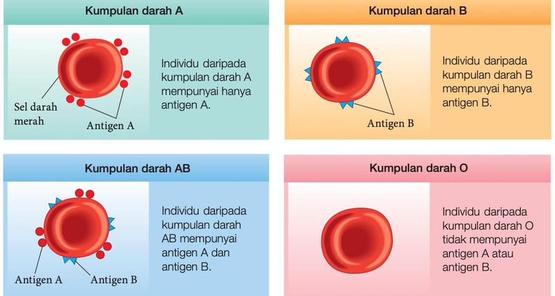 Sel darah merah bagi kumpulan A (antigen A), B (antigen B), AB (antigen A dan B) dan O (tiada antigen)
