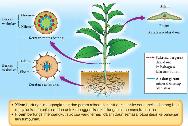 Tumbuhan berbunga dengan keratan rentas batang (berkas vaskular dalam bulatan, floem di luar xilem), akar (xilem di tengah berbentuk bintang) dan daun (xilem di atas floem); anak panah menunjukkan sukrosa bergerak dari daun dan air serta garam mineral diserap akar