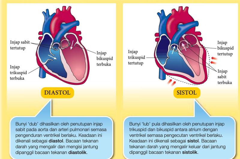 Dua rajah jantung. Diastol: injap sabit tertutup, injap trikuspid dan bikuspid terbuka. Sistol: injap trikuspid dan bikuspid tertutup, injap sabit terbuka