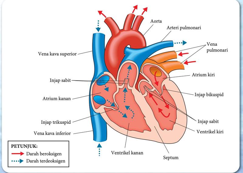 Keratan membujur jantung manusia: vena kava superior dan inferior serta arteri pulmonari di sebelah terdeoksigen (biru); aorta dan vena pulmonari di sebelah beroksigen (merah); atrium kanan, atrium kiri, ventrikel kanan, ventrikel kiri, injap trikuspid, injap bikuspid, injap sabit dan septum berlabel