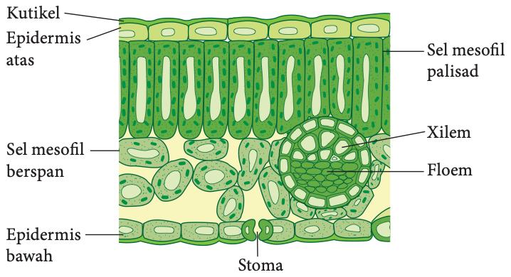 Keratan rentas daun: kutikel, epidermis atas, sel mesofil palisad, sel mesofil berspan, xilem, floem, epidermis bawah dan stoma