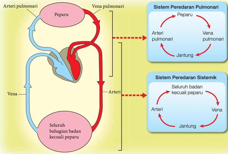 Sistem peredaran pulmonari: jantung, arteri pulmonari, peparu, vena pulmonari, jantung. Sistem peredaran sistemik: jantung, arteri, seluruh badan kecuali peparu, vena, jantung