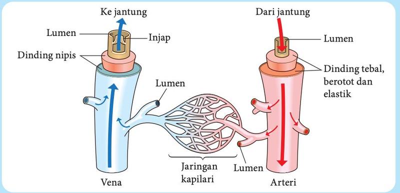 Vena dengan dinding nipis dan injap membawa darah ke jantung; arteri dengan dinding tebal, berotot dan elastik membawa darah dari jantung; jaringan kapilari menghubungkan kedua-duanya