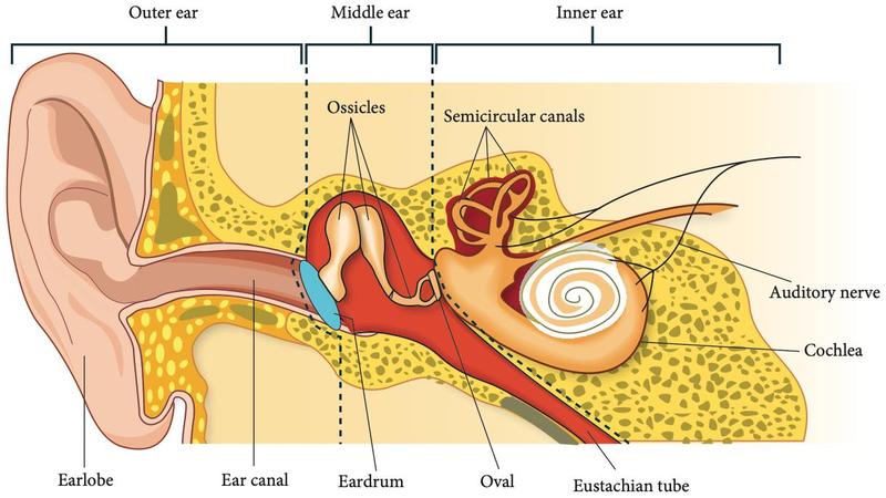 Outer, middle and inner ear