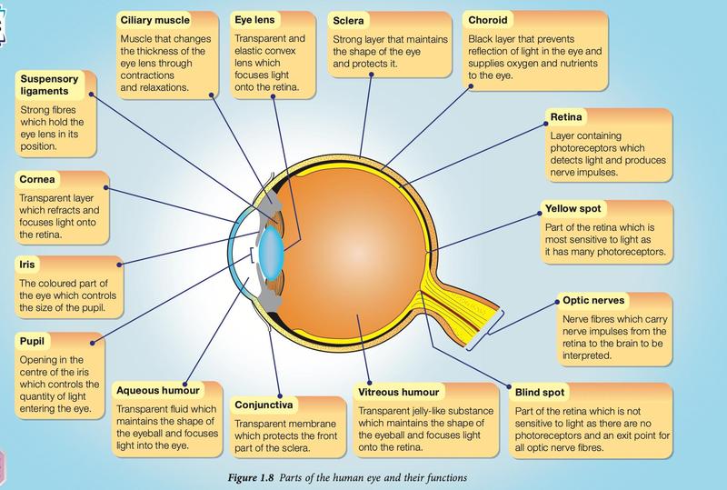 Parts of the human eye with their functions