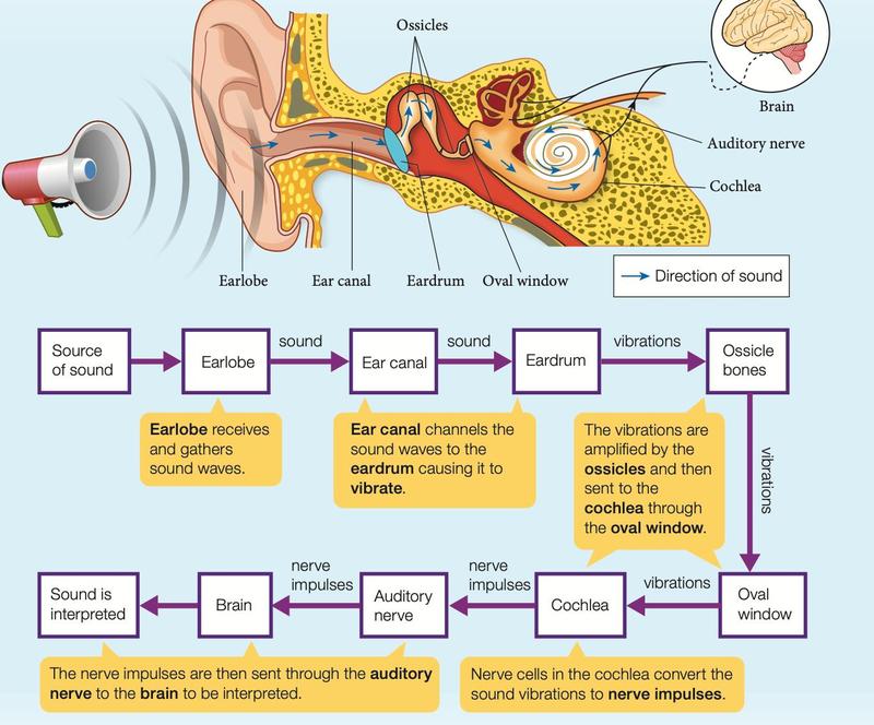 Flow of sound from source through the ear to the brain