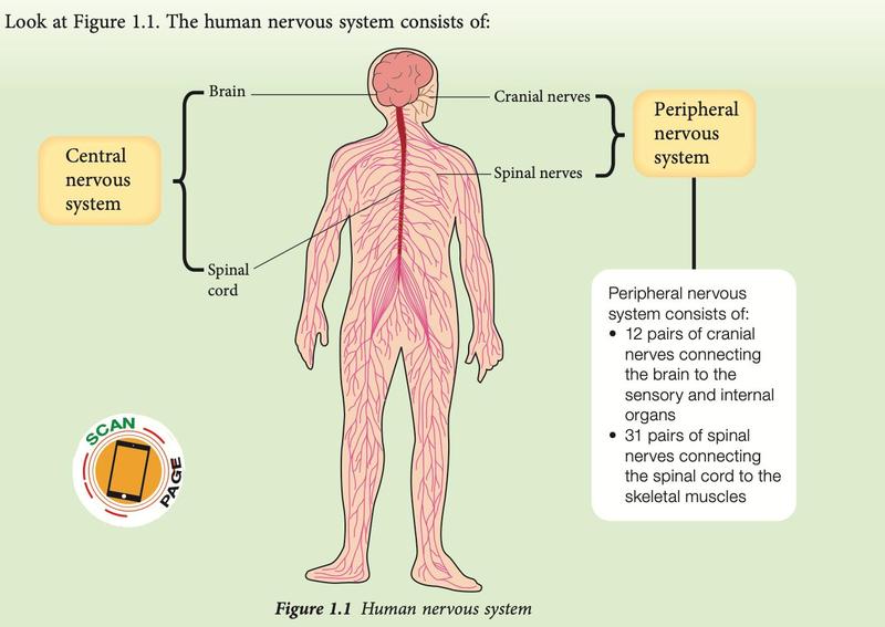 Human nervous system: brain and spinal cord (central), cranial and spinal nerves (peripheral)