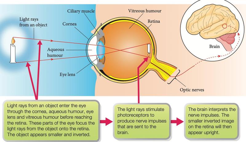 Flow of light from an object through the eye to the brain