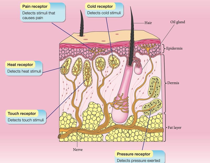 Section of the skin showing five types of receptors