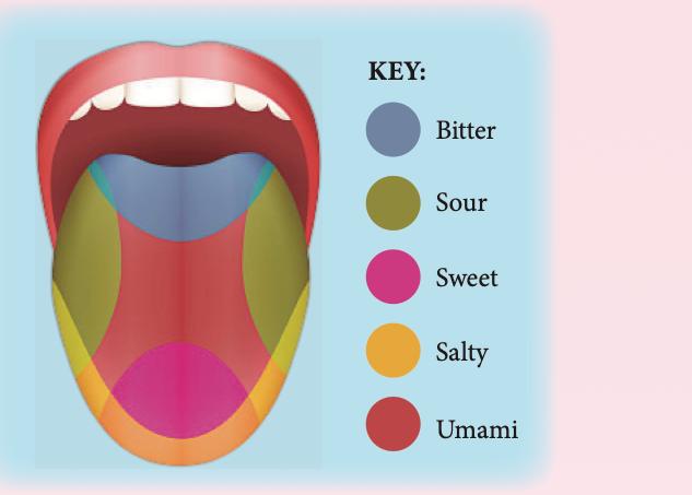 Areas of the tongue and the taste they are most sensitive to