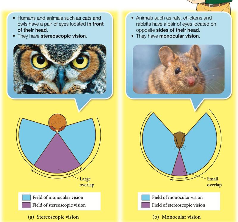 Fields of vision of an owl and a mouse