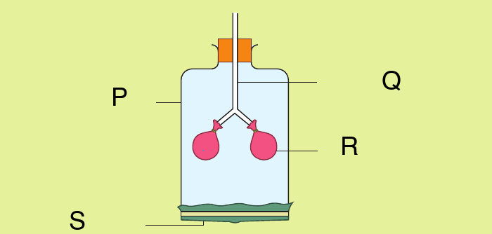 Glass jar P with a Y-shaped tube Q, balloons R and a thin rubber sheet S across the bottom