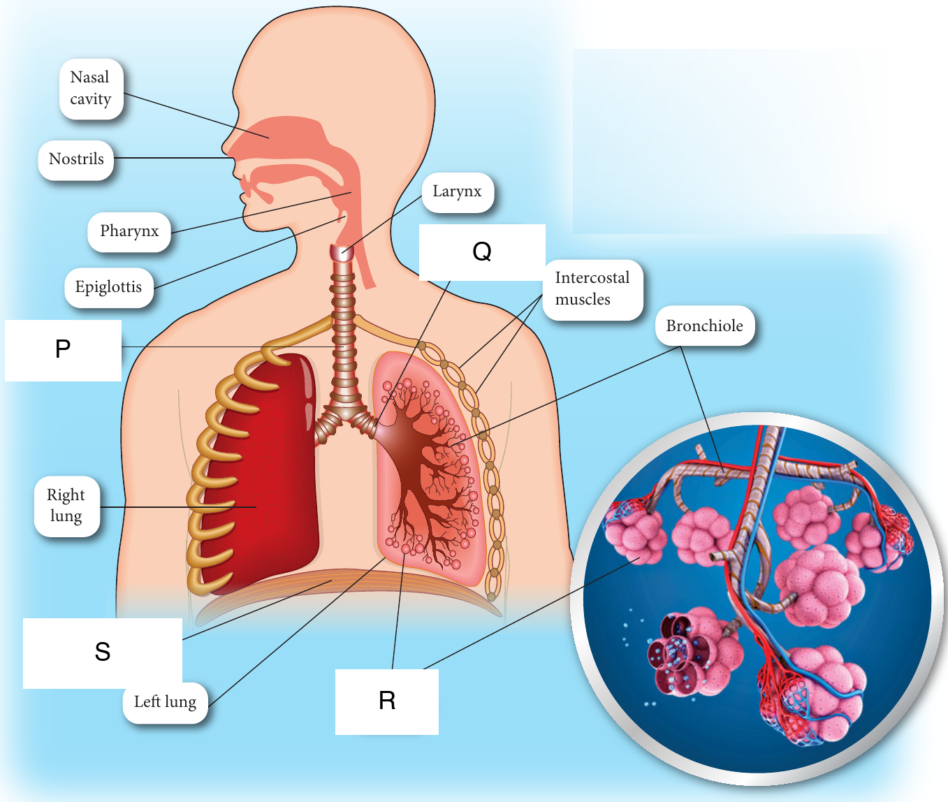 Human respiratory system with the trachea (P), bronchus (Q), alveolus (R) and diaphragm (S) labelled