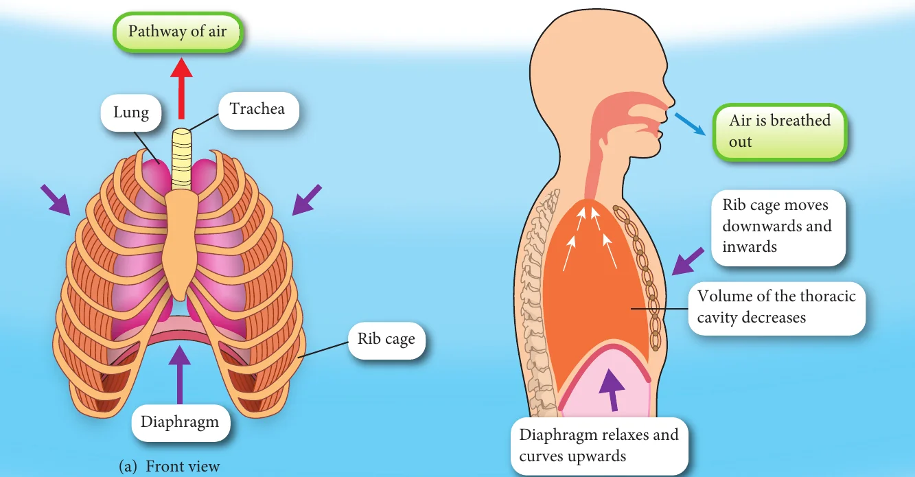 Exhalation: rib cage moves down and in, diaphragm relaxes and curves upwards, thoracic cavity volume decreases