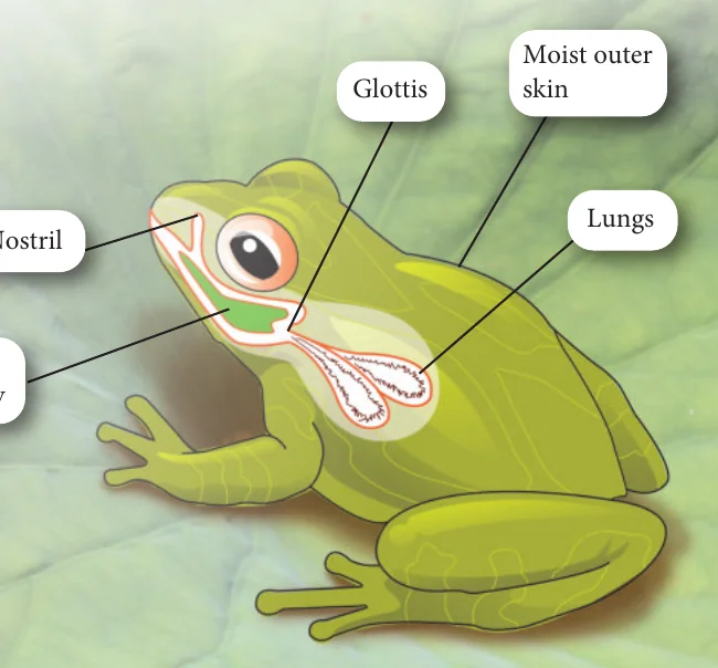 Frog with nostril, oral cavity, glottis, lungs and moist outer skin labelled