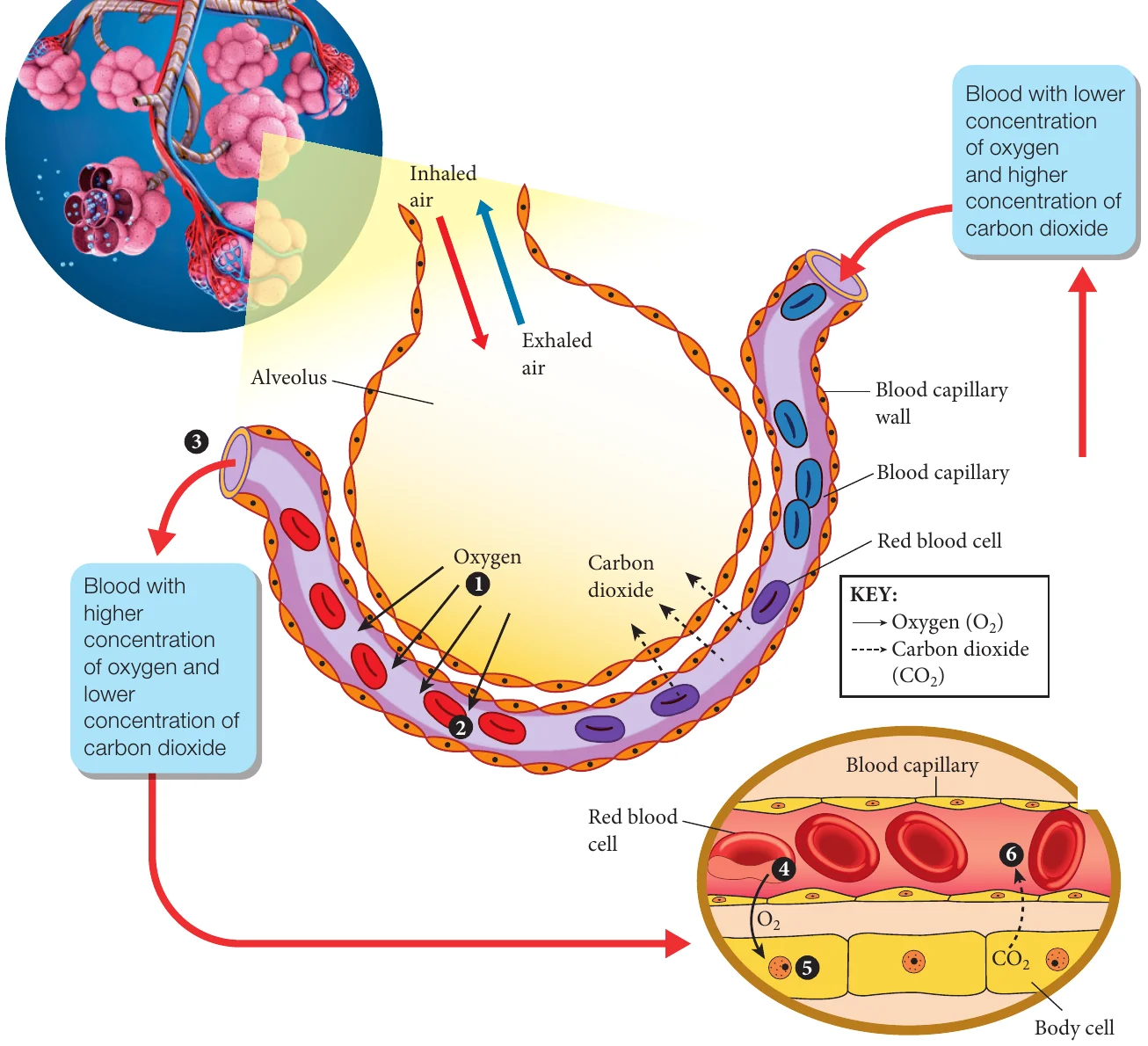 Alveolus and blood capillary with numbered steps 1 to 6 showing oxygen entering the blood and carbon dioxide leaving it