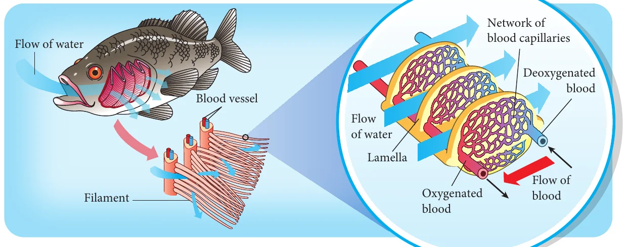 Fish gills with filaments, lamellae, network of blood capillaries and flow of water