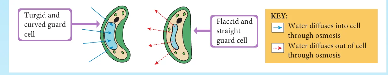 Turgid curved guard cell and flaccid straight guard cell with arrows showing water moving in or out