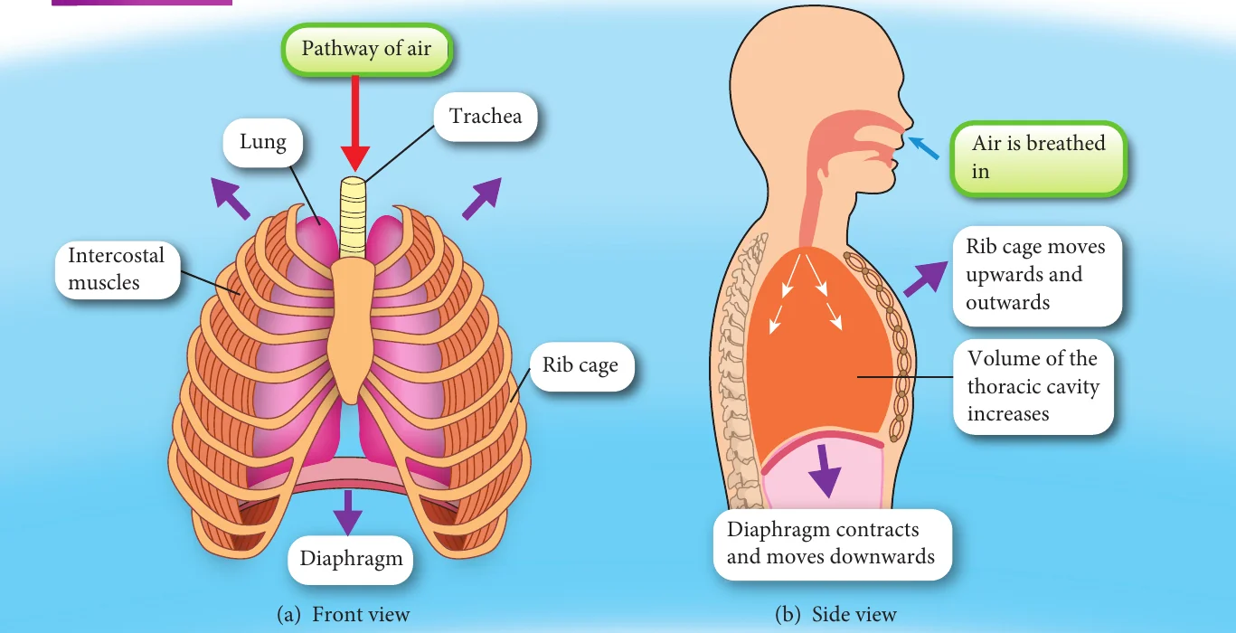 Inhalation: rib cage moves up and out, diaphragm contracts and moves down, thoracic cavity volume increases