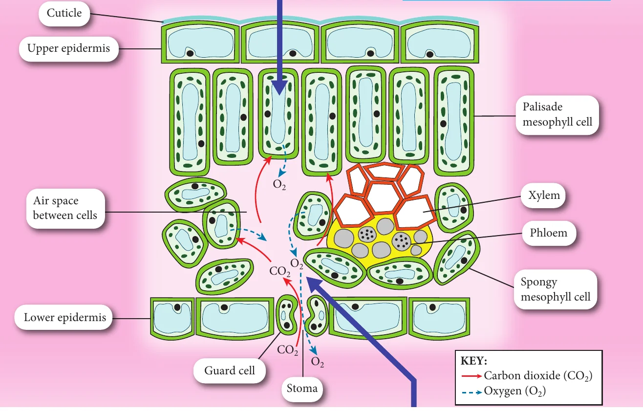 Section of a leaf showing cuticle, epidermis, palisade and spongy mesophyll, air spaces, xylem, phloem, guard cells and stoma with carbon dioxide and oxygen arrows