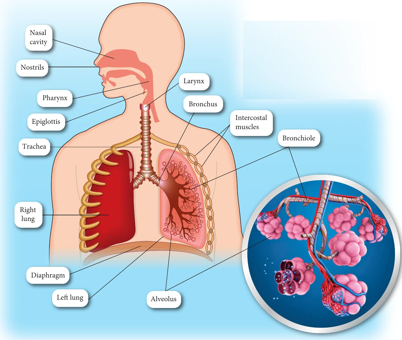 Human respiratory system with nasal cavity, nostrils, pharynx, epiglottis, larynx, trachea, bronchus, bronchiole, alveolus, lungs, intercostal muscles and diaphragm labelled
