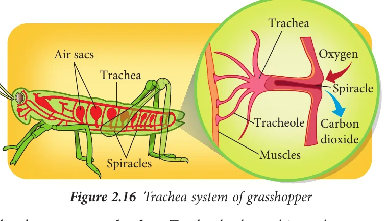 Trachea system of a grasshopper with spiracles, trachea, tracheoles and air sacs
