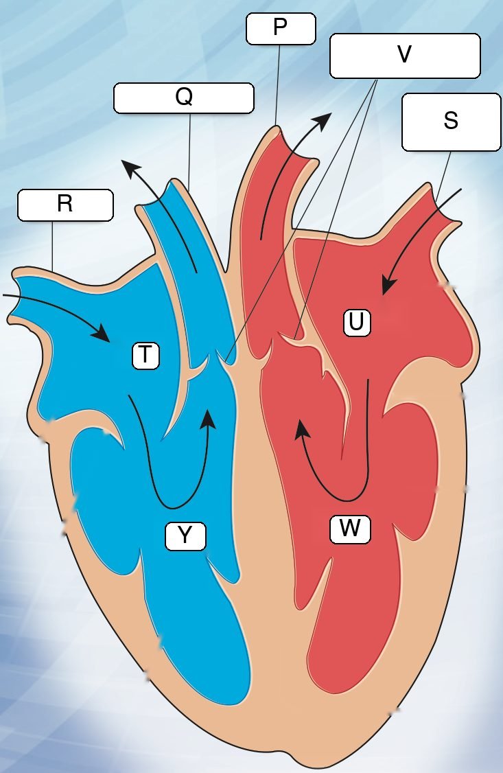 Human heart with parts labelled P to Y: P aorta, Q pulmonary artery, R vena cava, S pulmonary vein, T right atrium, U left atrium, V semilunar valves, W left ventricle, Y right ventricle