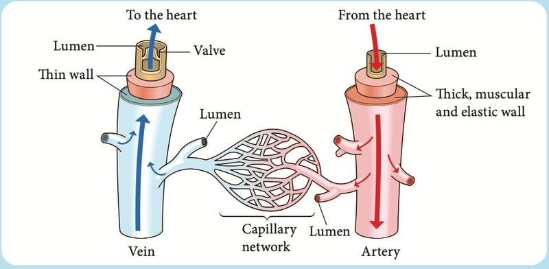 A vein with a valve and thin wall leads to the heart; an artery with a thick, muscular, elastic wall leaves the heart; a network of capillaries joins them