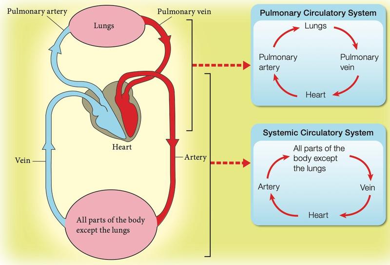 Double circulation: the pulmonary circuit takes blood from the heart through the pulmonary artery to the lungs and back through the pulmonary vein; the systemic circuit takes blood through the artery to all parts of the body except the lungs and back through the vein