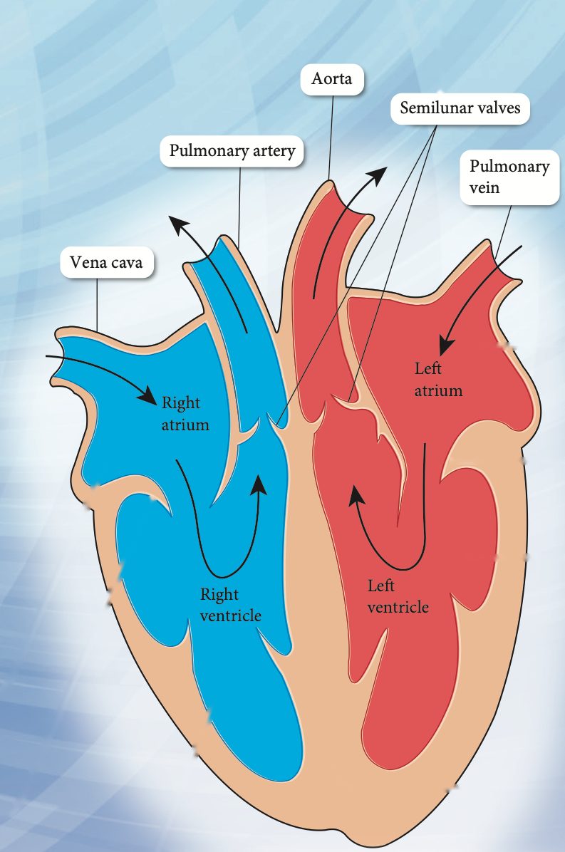 Section through the human heart: vena cava and pulmonary artery on the blue deoxygenated right side; aorta and pulmonary vein on the red oxygenated left side; right atrium, right ventricle, left atrium, left ventricle and semilunar valves labelled