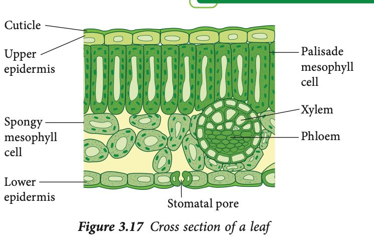 Cross section of a leaf: cuticle, upper epidermis, palisade mesophyll cells, spongy mesophyll cells, xylem and phloem in a vascular bundle, lower epidermis and a stomatal pore