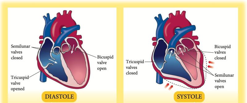 Two diagrams of the heart. Diastole: tricuspid and bicuspid valves open, semilunar valves closed. Systole: tricuspid and bicuspid valves closed, semilunar valves open