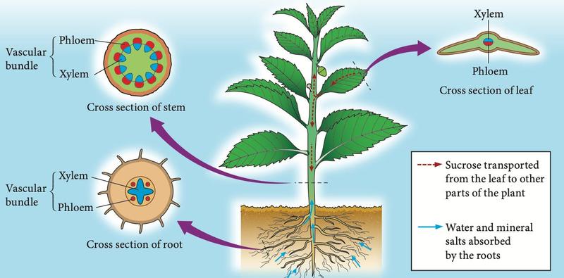 A flowering plant with cross sections of the stem (vascular bundles in a ring, phloem outside xylem), root (xylem in the centre in a star shape) and leaf (xylem above phloem); arrows show sucrose moving from the leaf and water moving up from the roots