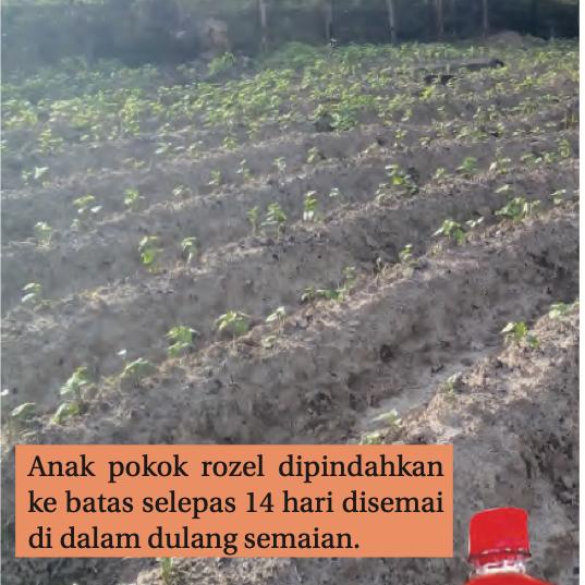 Anak pokok rozel ditanam berbaris di batas tanah