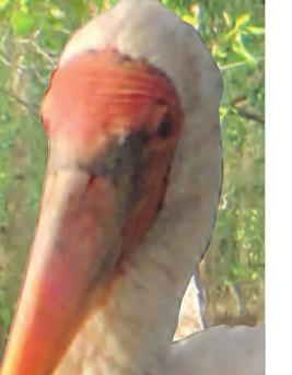 Kepala dan paruh panjang burung botak upeh yang berwarna jingga kemerahan