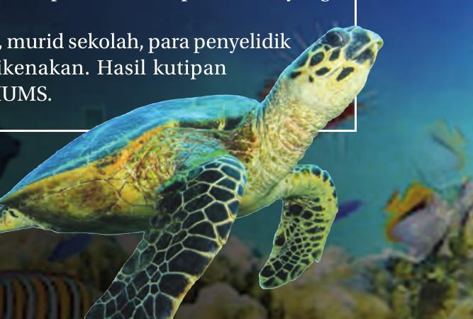 Seekor penyu berenang di dasar laut yang jernih bersama ikan-ikan kecil