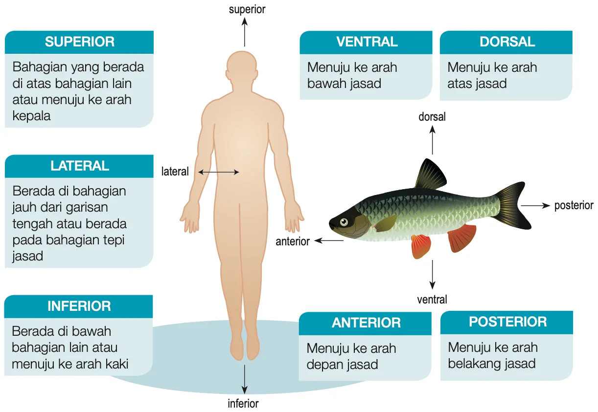 Arah dalam biologi pada badan manusia dan ikan: superior, inferior, lateral, anterior, posterior, dorsal, ventral