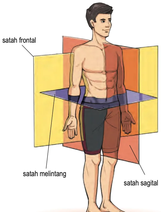 Lelaki dengan satah frontal, satah melintang dan satah sagital