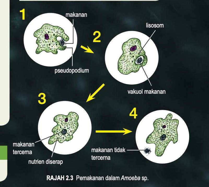 Empat peringkat pemakanan dalam Amoeba sp.: makanan dan pseudopodium, vakuol makanan dan lisosom, makanan tercerna dan nutrien diserap, makanan tidak tercerna