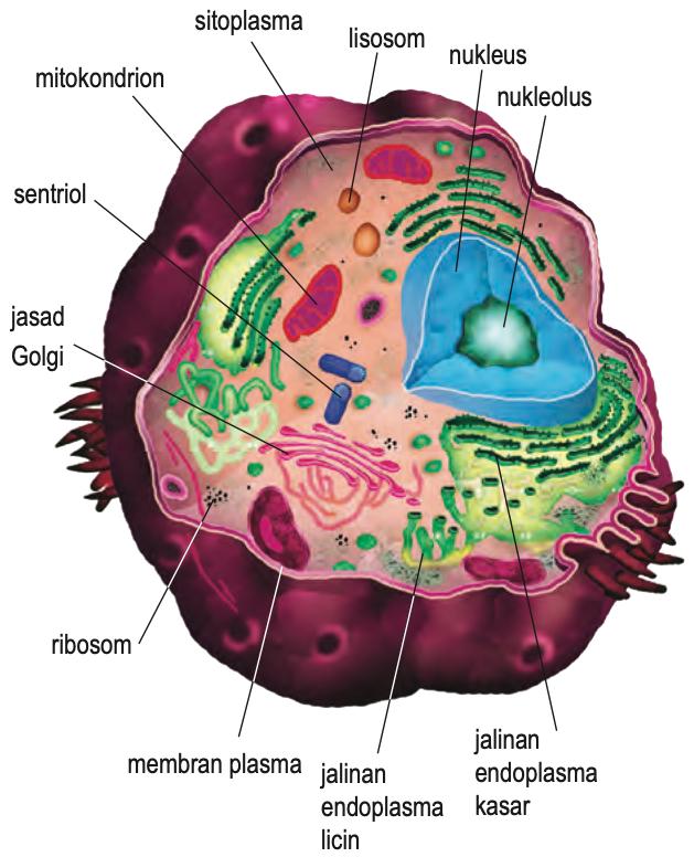 Sel haiwan berlabel: sitoplasma, lisosom, nukleus, nukleolus, mitokondrion, sentriol, jasad Golgi, ribosom, membran plasma, jalinan endoplasma licin dan kasar