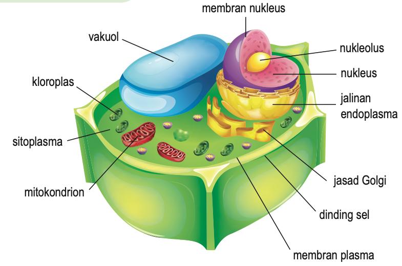 Sel tumbuhan berlabel: vakuol, kloroplas, sitoplasma, mitokondrion, membran nukleus, nukleolus, nukleus, jalinan endoplasma, jasad Golgi, dinding sel dan membran plasma