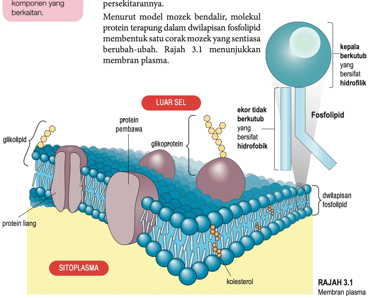 Rajah berlabel membran plasma: dwilapisan fosfolipid, protein pembawa, protein liang, glikoprotein, glikolipid dan kolesterol